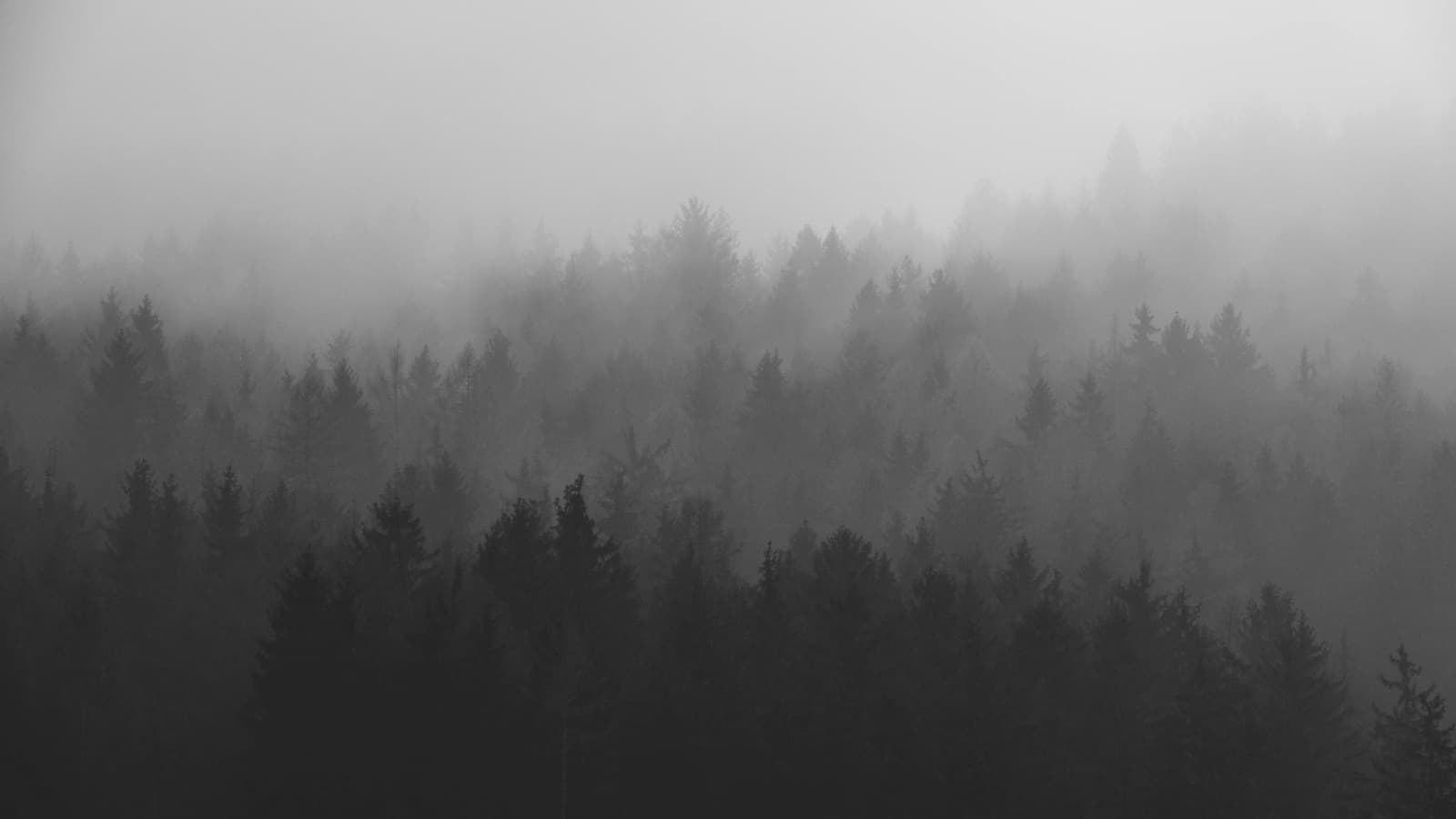 Fog drifting through a dark forest ridge, fine-art black and white photograph